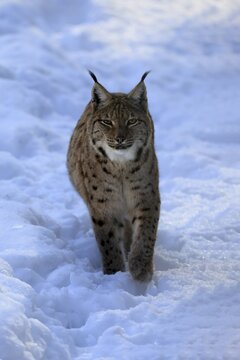 Carpathian lynx (Lynx lynx carpathicus), adult, in winter, in snow, running, alert, Bavarian Forest, Bavaria, Germany