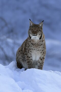 Carpathian lynx (Lynx lynx carpathicus), adult, in winter, in snow, alert, Bavarian Forest, Bavaria, Germany