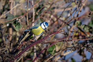 Blue Tit perched on a bramble branch © Vic Thornley