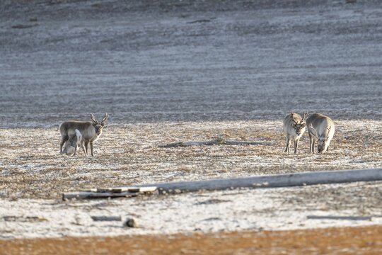 Four svalbard reindeers (Rangifer tarandus platyrhynchus), tundra, autumn, Kapp Wijk, Svalbard, Norway