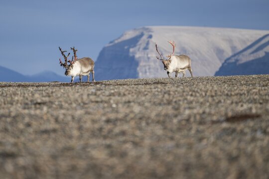 Svalbard reindeers (Rangifer tarandus platyrhynchus), male, bull with blood-red velvet antlers, tundra in autumn, Kapp Wijk, Svalbard, Norway