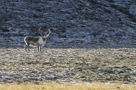 Male Svalbard Reindeer (Rangifer tarandus platyrhynchus), tundra, autumn, Kapp Wijk, Svalbard, Norway