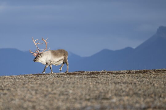 Svalbard Reindeer (Rangifer tarandus platyrhynchus), male, bull with blood-red antlers, tundra in autumn, Kapp Wijk, Svalbard, Norway