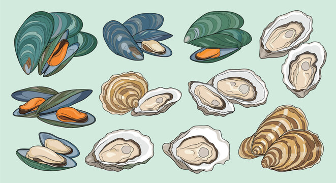 Realistic illustration set of edible seafood features various types of opened and closed mussels and oysters on a light background.