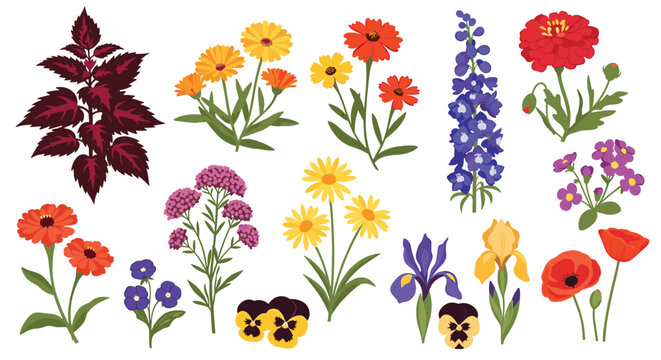 Colorful garden flower illustration set features a variety of species including zinnias daisies irises and pansies in full bloom.