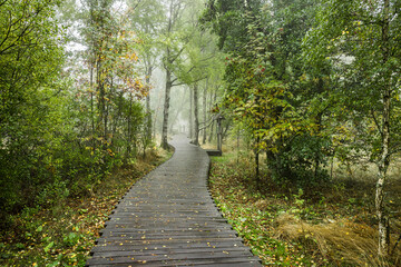 Nebelstimmung im Schwarzem Moor in der Bayrischen Rh&ouml;n