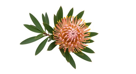 Obraz premium Pink and Yellow Flower with Green Leaves Isolated on White Background