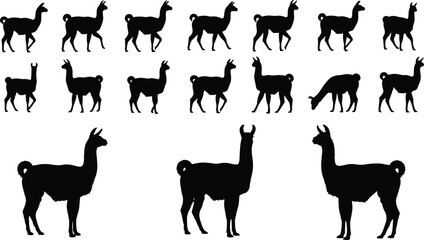Obraz premium Llama, Alpaca, Animal, Silhouette, Mammal, Farm, Wildlife, Nature, Livestock, Black, Vector, Icon, Set, Collection, Isolated, Graphic, Outline, Cute, Rural, Design