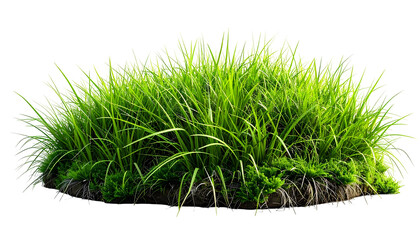 Lush clump of vibrant green grass, backlit with a transparent background