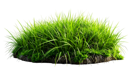 Lush clump of vibrant green grass, backlit with a transparent background