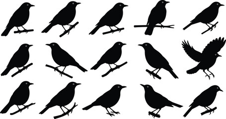 Obraz premium bird, silhouette, songbird, sparrow, wildlife, nature, perched, flying, black, animal, avian, branch, forest, illustration, vector, icon, symbol, set, collection, design