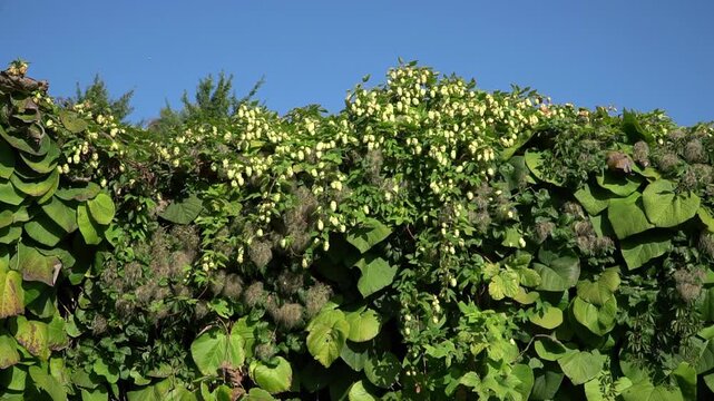 Sunny Hops Hedge against Blue Sky, Establishing shot for Agriculture Harvest