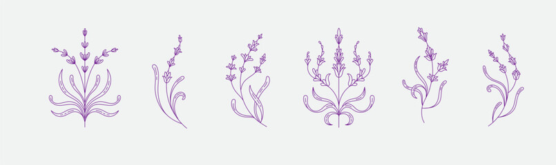 Set of simple geometric lavender branch and flowers. Botanic design elements in wavy and vintage style. Leaves and branches print for logo, social media or packaging