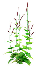 3D Rendering Persicaria Amplexiculis Plant on White