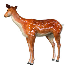 3D Rendering Deer on White