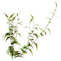 3D Rendering Persicaria Purple Sensation Plant on White