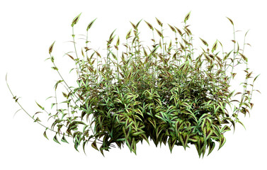 3D Rendering Persicaria Purple Sensation Plant on White