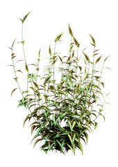 3D Rendering Persicaria Purple Sensation Plant on White