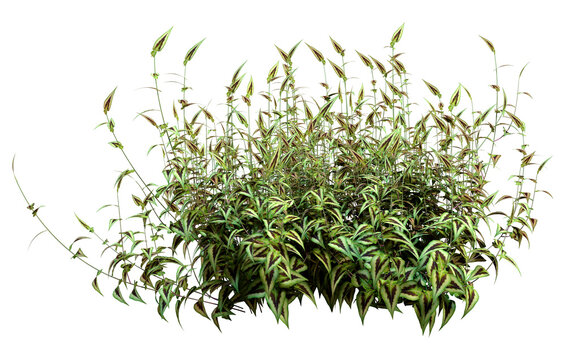 3D Rendering Persicaria Purple Sensation Plant on White