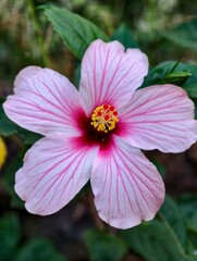 Fototapeta premium A light pink hibiscus flower in full bloom, with soft natural lighting and a blurred green background.