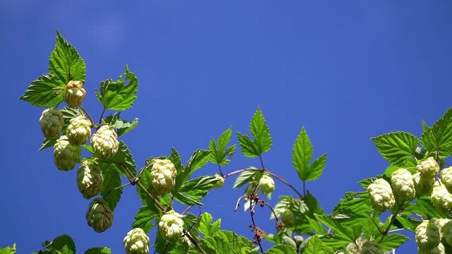Low Angle View of Green Hop Cones against Blue Sky, Summer Agriculture B-roll for Brewery