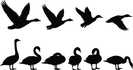 Flying and standing goose bird silhouettes set, wildlife waterfowl collection, black animal shapes, nature vector illustration design © Sree