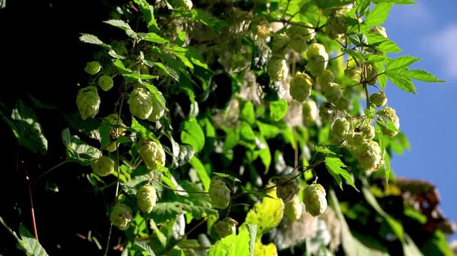 Hanging Hop Clusters in Sunlight with Dark Background, contrasting Garden shot with space for text.