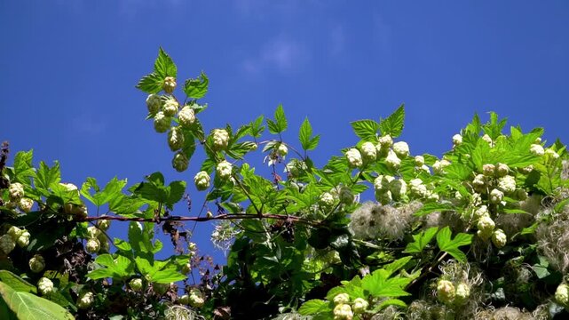 A picturesque view from below of hop vines (Humulus lupulus) stretching toward the bright blue sky.