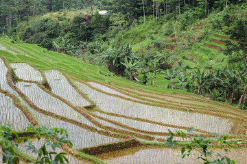 lush green rice terraces with water reflecting rural farming landscape in tropical countryside