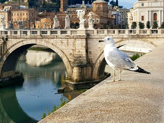 Seagull on the bridge over the Tiber river in Rome, Italy