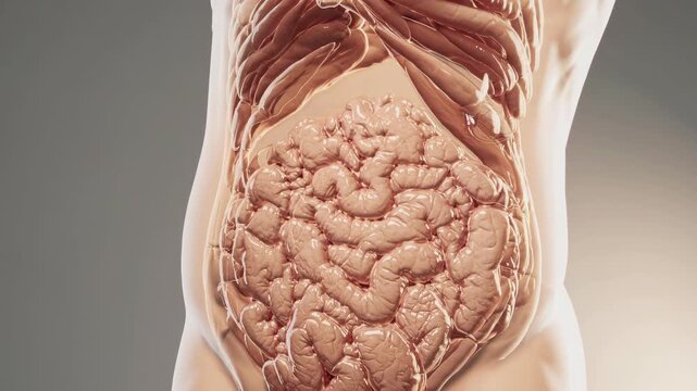 Closeup of abdominal organs with soft lighting, Comprehensive visualization of internal abdominal organs highlighting intestinal coils and surrounding tissues for medical applications