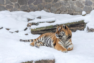 Bengal Tiger Lying in White Snow with Stone Wall Background
