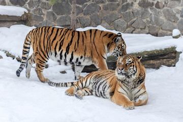 Two Bengal Tigers Resting in Deep Snow Together