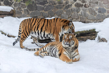 Bengal Tigers Together in Snowy Winter Habitat