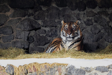 Bengal Tiger Taking Shelter in Stone Cave During Winter