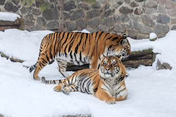 Two Bengal Tigers Close-up Playing in Snow