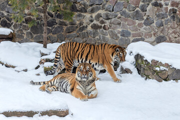 Two Bengal Tigers Social Interaction in Snow