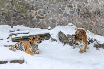 Two Bengal Tigers Interacting in Snowy Winter Setting