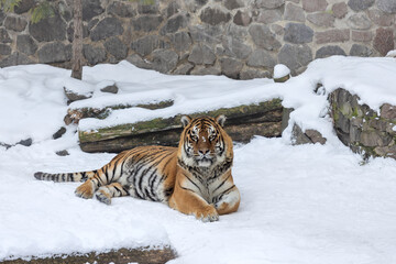 Beautiful Bengal Tiger Portrait Looking at Camera in Snowy Environment