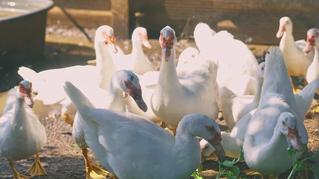 White Ducks and Chickens Gather Around a Water Trough in a Sunny Farmyard Setting with a Natural Backdrop and Bright Lighting