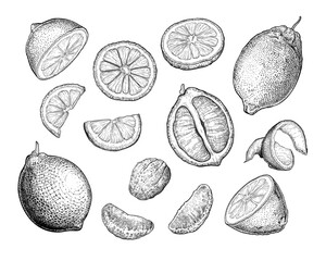 A hand-drawn sketch of a lemon. A set of whole lemons, halves, slices and peel. Black and white vector illustration of citrus fruits isolated on a white background. Menu design elements