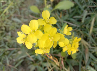 Obraz premium Closeup of beautiful mustard flower with background blur in winter season