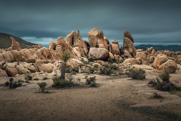 View of various giant sandstone boulders and rock formations in the evening at Whitetank campground, Joshua Tree National Park, California, USA.  © Ji