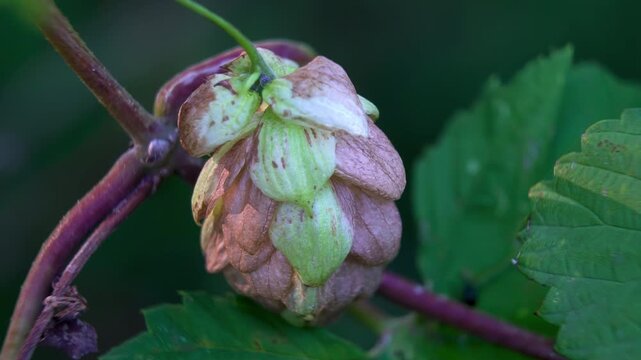 Single Bicolor Hop Cone (Green and Brown) on Red Vine, Macro of Late Autumn ripening stage.