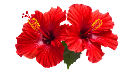 Two vibrant red tropical flowers with prominent stamens, green leaf, isolated on black