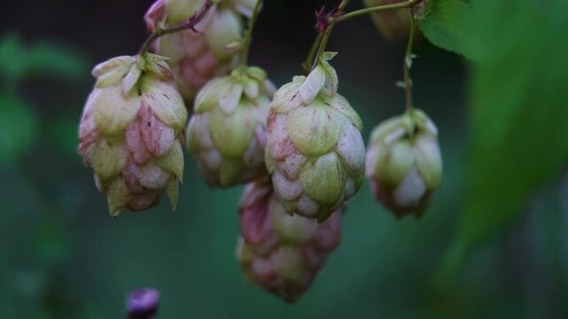 Cluster of Ripening Hop Cones with Pinkish Scales, Autumn Garden Background for Brewing content.