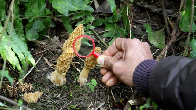 Scientific study of yellow morel mushroom. A close and methodical documentation of a wild yellow morel mushroom being measured and examined with a magnifier in a Himalayan forest during winter.