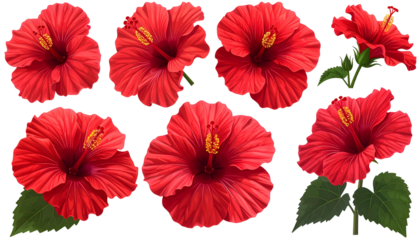 Several vibrant red hibiscus flowers against a stark black background, showcasing detail