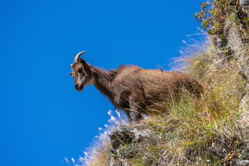 Female Himalayan Tahr (Hemitragus jemlahicus) in its natural habitat, standing on the mountainside against blue sky. Sagarmatha national park, Nepal.