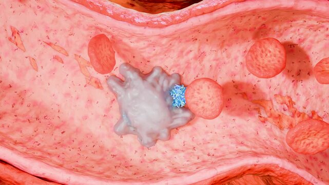white blood cell attacking and engulfing bacteria or viruses inside a human blood vessel. immune system response, showing leukocytes, phagocytosis, and cellular defense mechanisms, 3d render